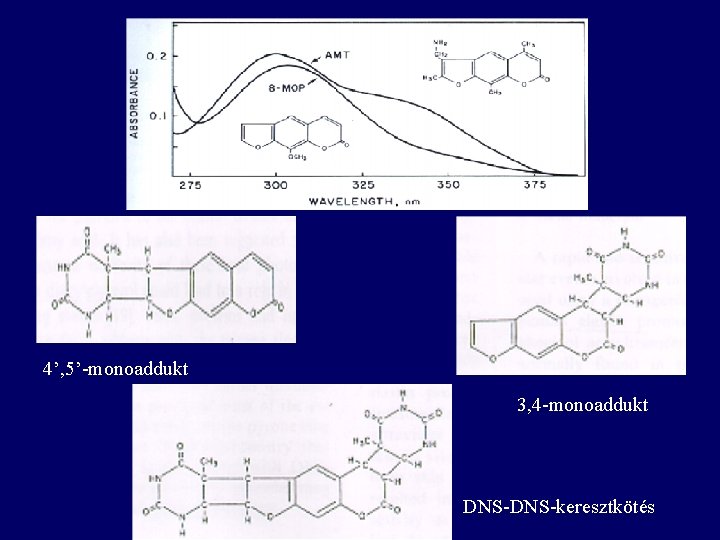4’, 5’-monoaddukt 3, 4 -monoaddukt DNS-keresztkötés 
