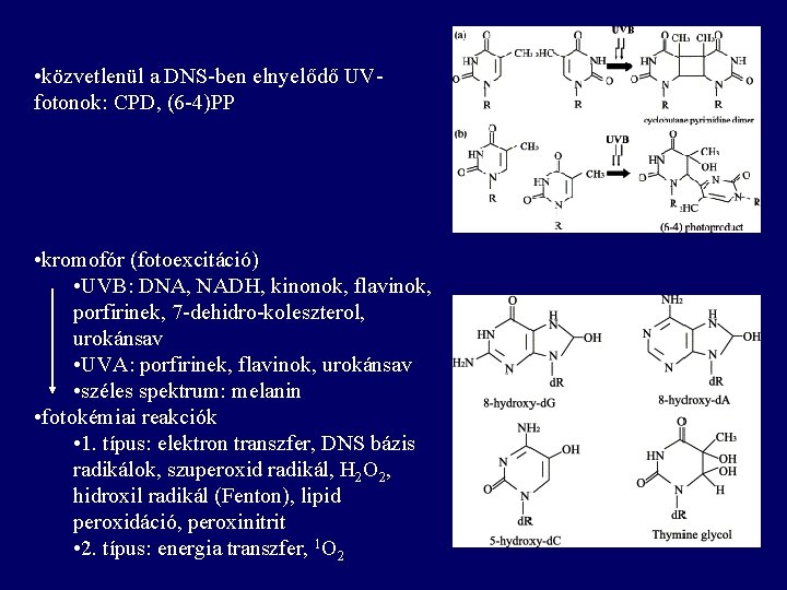  • közvetlenül a DNS-ben elnyelődő UVfotonok: CPD, (6 -4)PP • kromofór (fotoexcitáció) •