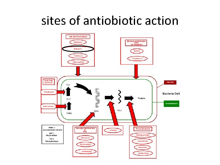 sites of antiobiotic action 