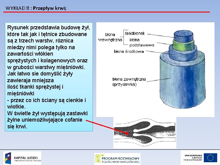 WYKŁAD 8 : Przepływ krwi; Rysunek przedstawia budowę żył, które tak jak i tętnice