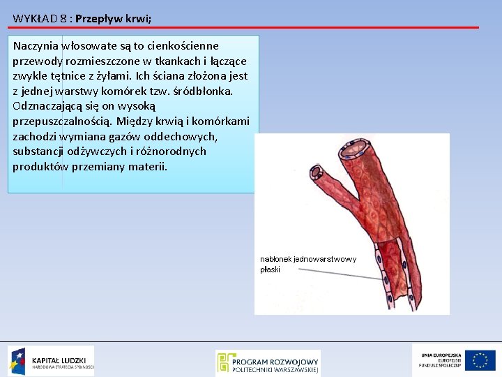 WYKŁAD 8 : Przepływ krwi; Naczynia włosowate są to cienkościenne przewody rozmieszczone w tkankach