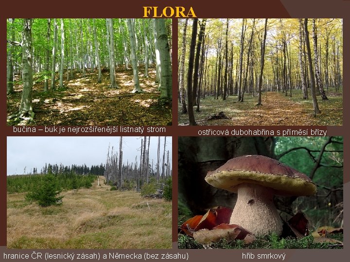 FLORA bučina – buk je nejrozšířenější listnatý strom hranice ČR (lesnický zásah) a Německa