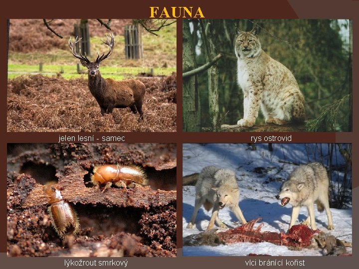 FAUNA jelen lesní - samec lýkožrout smrkový rys ostrovid vlci bránící kořist 