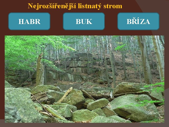 Nejrozšířenější listnatý strom HABR BUK BŘÍZA 