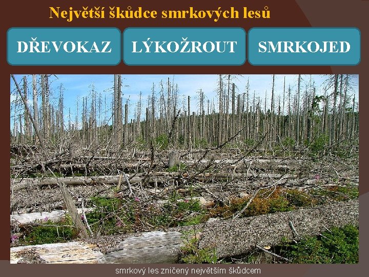 Největší škůdce smrkových lesů DŘEVOKAZ LÝKOŽROUT SMRKOJED smrkový les zničený největším škůdcem 