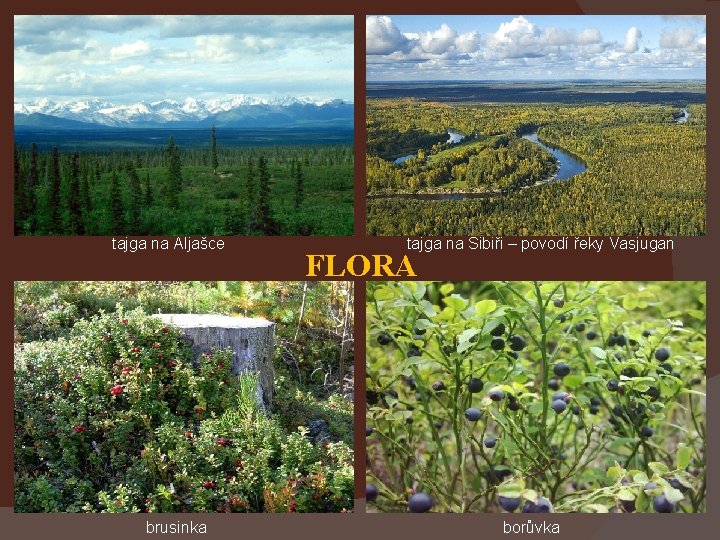 tajga na Aljašce brusinka tajga na Sibiři – povodí řeky Vasjugan FLORA borůvka 
