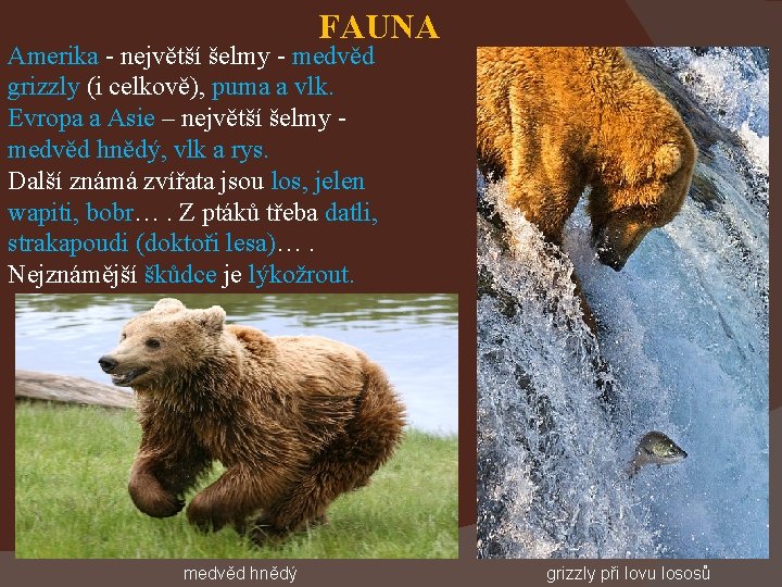 FAUNA Amerika - největší šelmy - medvěd grizzly (i celkově), puma a vlk. Evropa