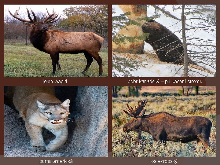 jelen wapiti bobr kanadský – při kácení stromu puma americká los evropský 