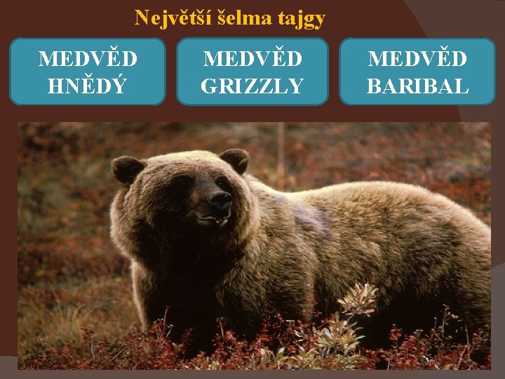 Největší šelma tajgy MEDVĚD HNĚDÝ MEDVĚD GRIZZLY MEDVĚD BARIBAL 