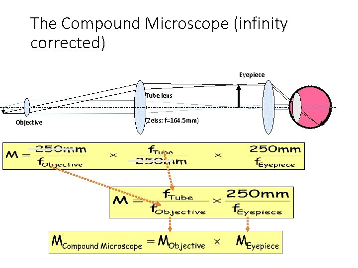 The Compound Microscope (infinity corrected) Eyepiece Tube lens Objective (Zeiss: f=164. 5 mm) 