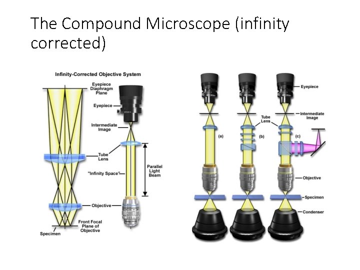The Compound Microscope (infinity corrected) 