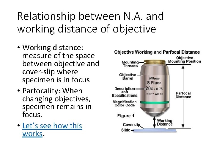 Relationship between N. A. and working distance of objective • Working distance: measure of