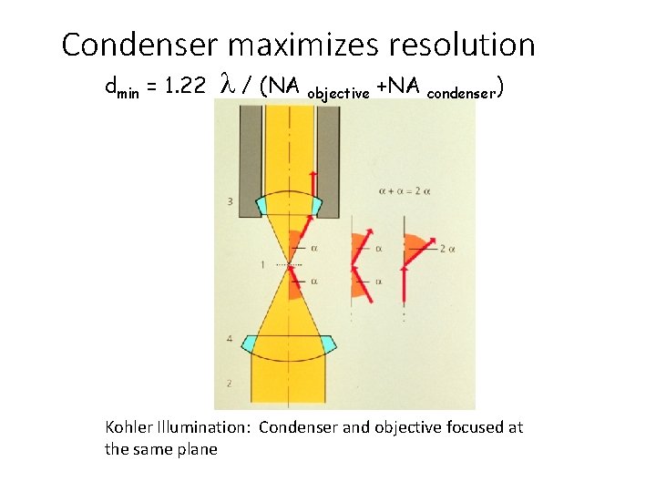 Condenser maximizes resolution dmin = 1. 22 l / (NA objective +NA condenser) Kohler