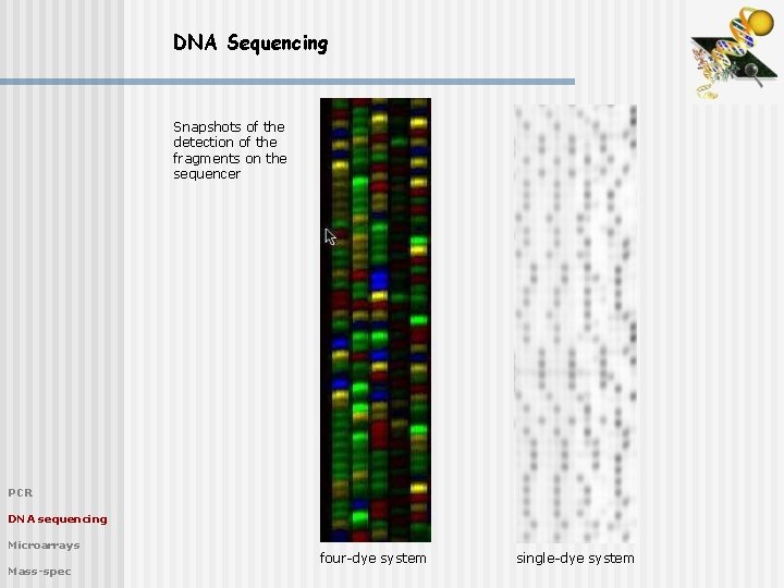 DNA Sequencing Snapshots of the detection of the fragments on the sequencer PCR DNA