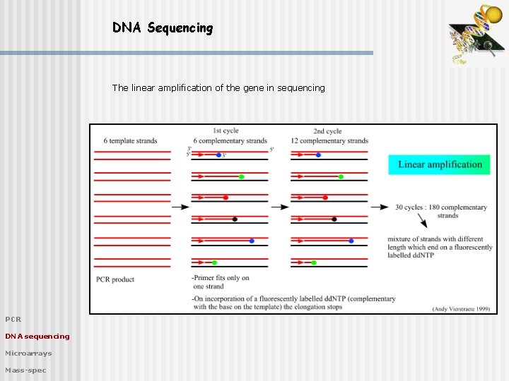 DNA Sequencing The linear amplification of the gene in sequencing PCR DNA sequencing Microarrays
