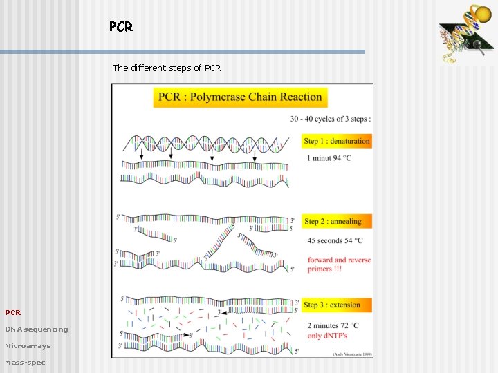 PCR The different steps of PCR DNA sequencing Microarrays Mass-spec 