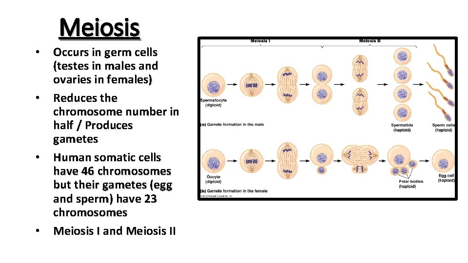 Meiosis • Occurs in germ cells (testes in males and ovaries in females) •