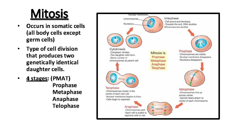 Mitosis • Occurs in somatic cells (all body cells except germ cells) • Type