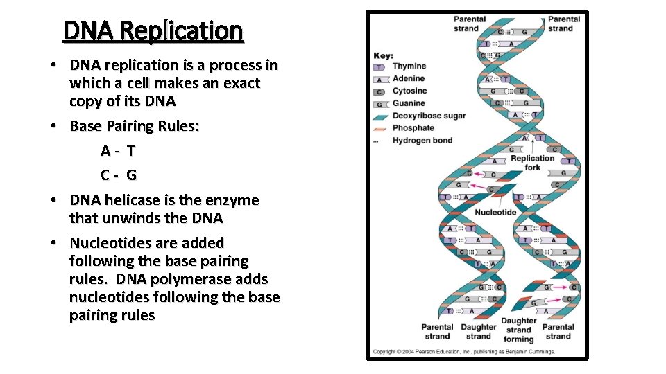 DNA Replication • DNA replication is a process in which a cell makes an