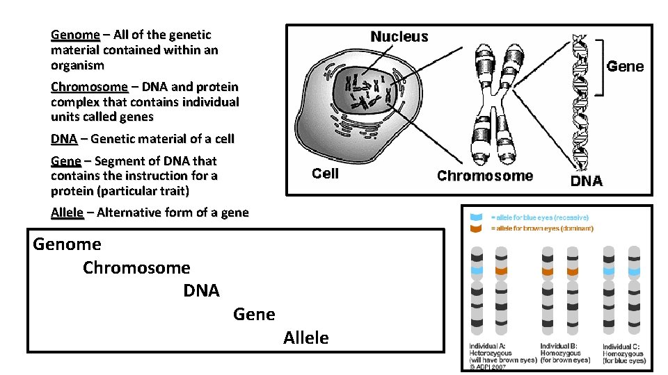 Genome – All of the genetic material contained within an organism Chromosome – DNA