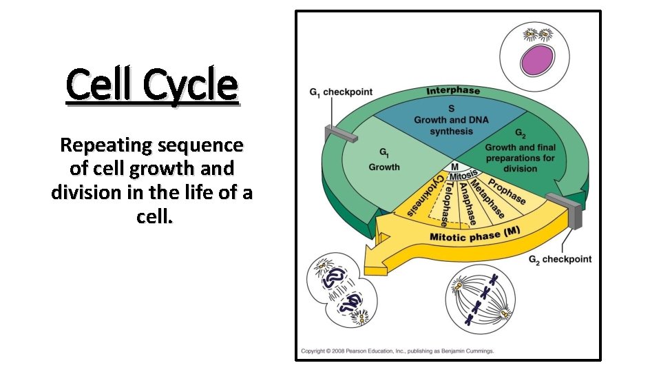 Cell Cycle Repeating sequence of cell growth and division in the life of a