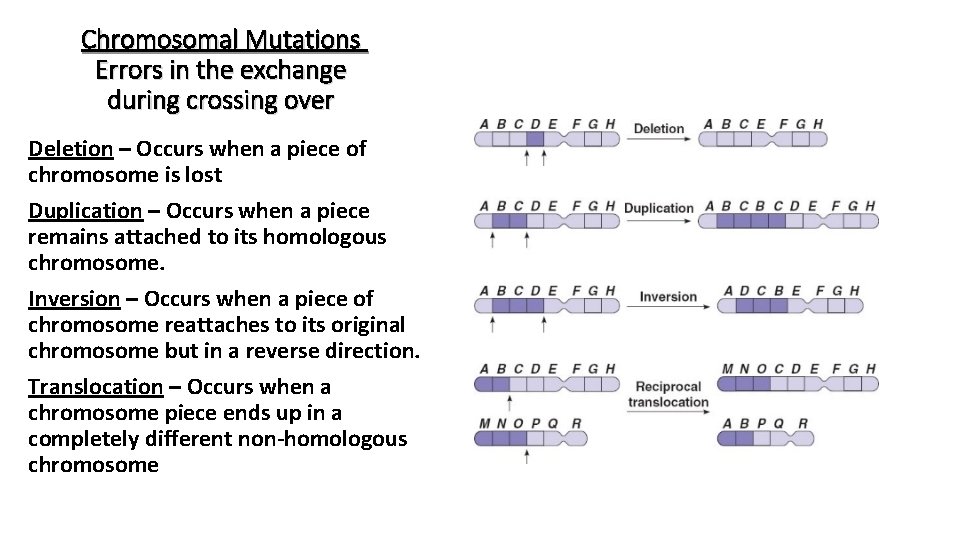 Chromosomal Mutations Errors in the exchange during crossing over Deletion – Occurs when a