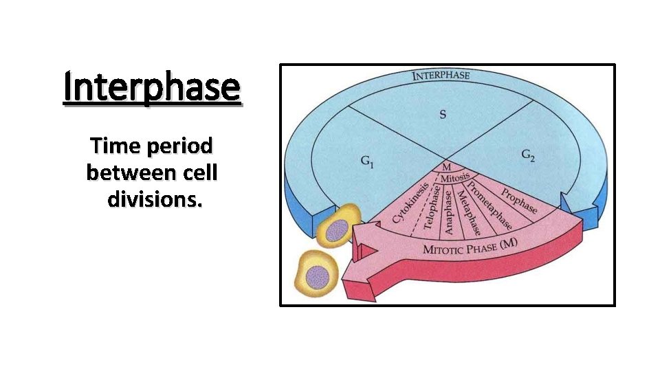 Interphase Time period between cell divisions. 
