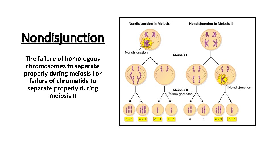 Nondisjunction The failure of homologous chromosomes to separate properly during meiosis I or failure