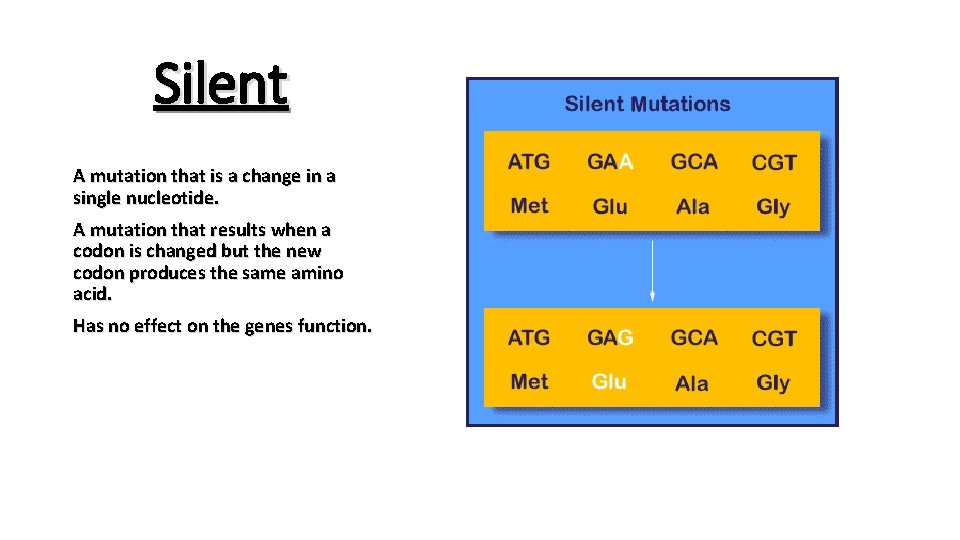 Silent A mutation that is a change in a single nucleotide. A mutation that