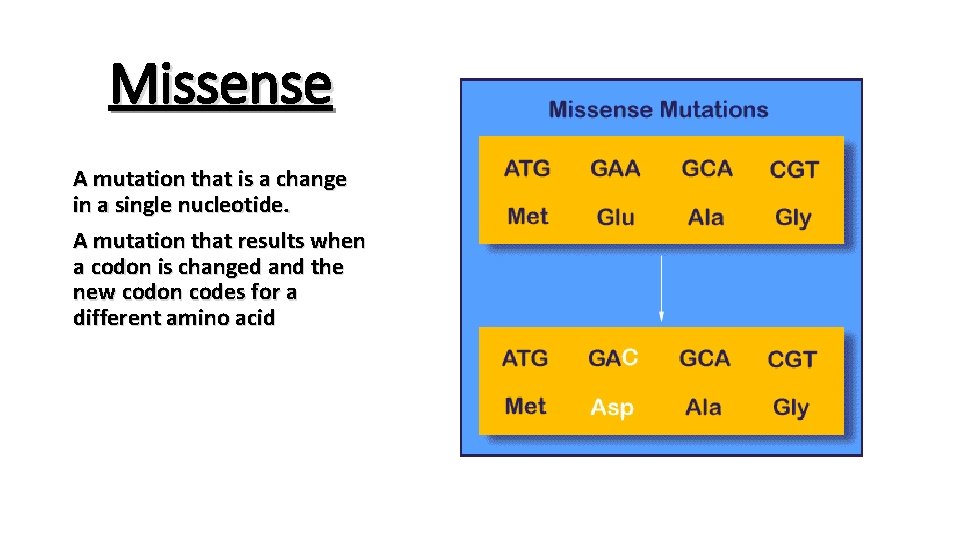 Missense A mutation that is a change in a single nucleotide. A mutation that