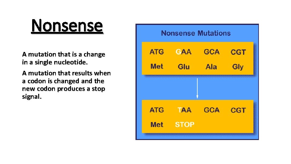 Nonsense A mutation that is a change in a single nucleotide. A mutation that