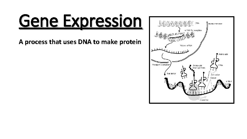 Gene Expression A process that uses DNA to make protein 