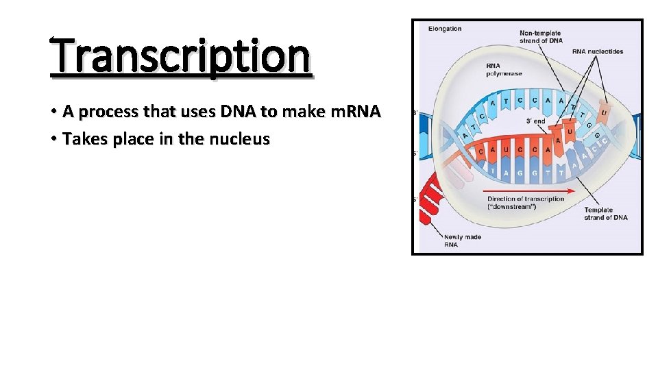 Transcription • A process that uses DNA to make m. RNA • Takes place