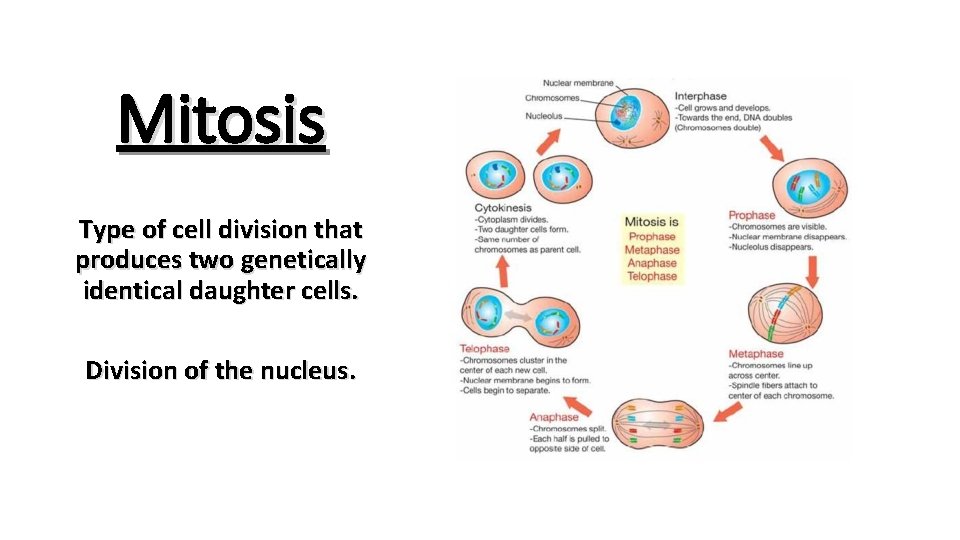 Mitosis Type of cell division that produces two genetically identical daughter cells. Division of