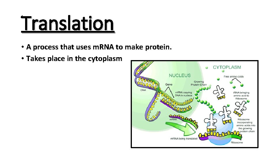 Translation • A process that uses m. RNA to make protein. • Takes place