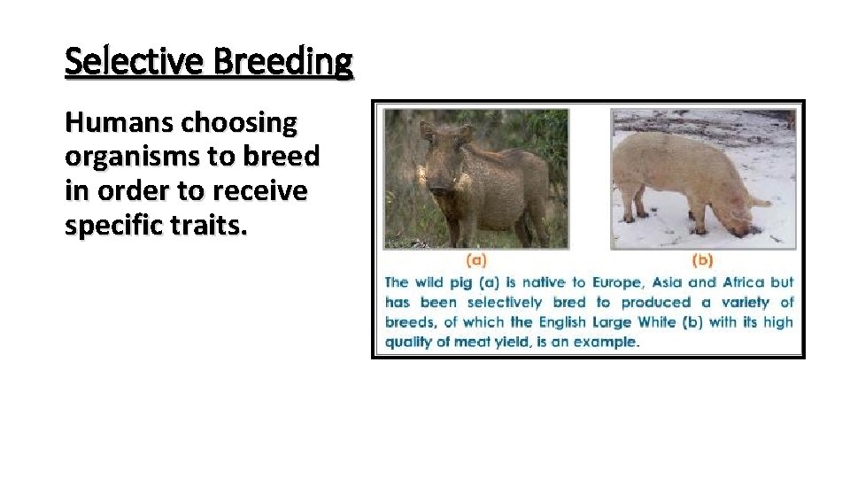 Selective Breeding Humans choosing organisms to breed in order to receive specific traits. 