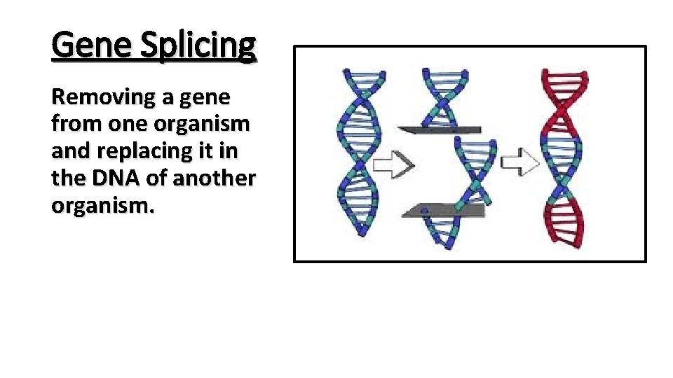Gene Splicing Removing a gene from one organism and replacing it in the DNA