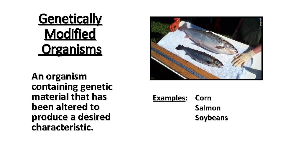 Genetically Modified Organisms An organism containing genetic material that has been altered to produce