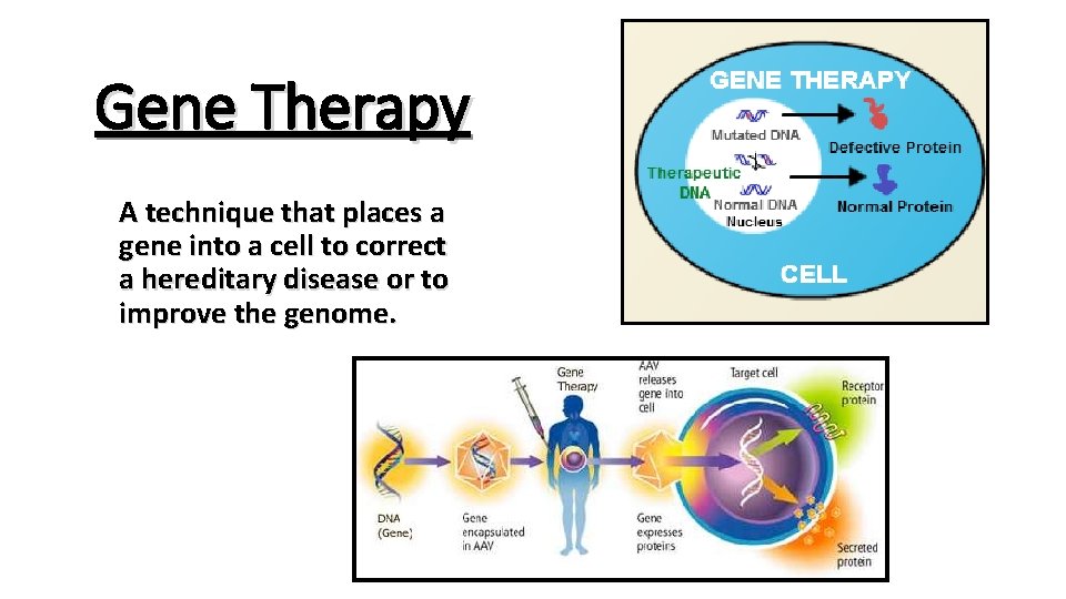 Gene Therapy A technique that places a gene into a cell to correct a