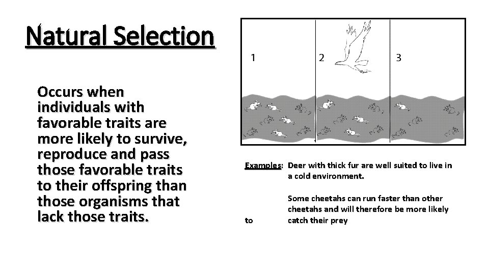 Natural Selection Occurs when individuals with favorable traits are more likely to survive, reproduce