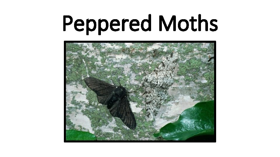 Peppered Moths 