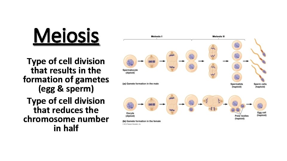 Meiosis Type of cell division that results in the formation of gametes (egg &