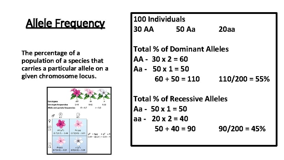 Allele Frequency The percentage of a population of a species that carries a particular