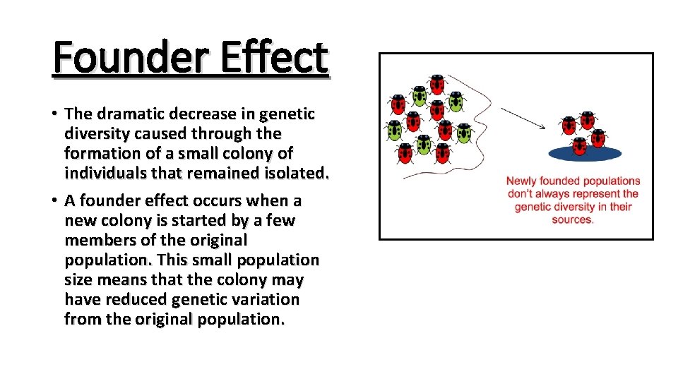 Founder Effect • The dramatic decrease in genetic diversity caused through the formation of