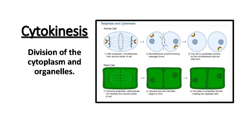 Cytokinesis Division of the cytoplasm and organelles. 