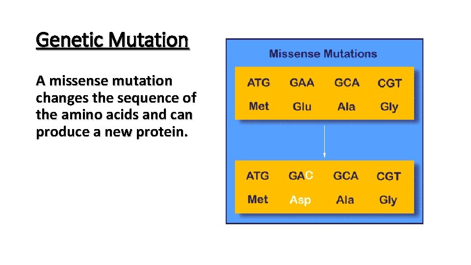 Genetic Mutation A missense mutation changes the sequence of the amino acids and can