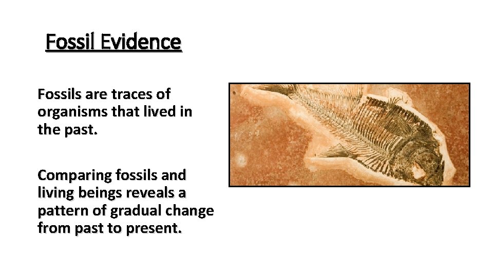 Fossil Evidence Fossils are traces of organisms that lived in the past. Comparing fossils