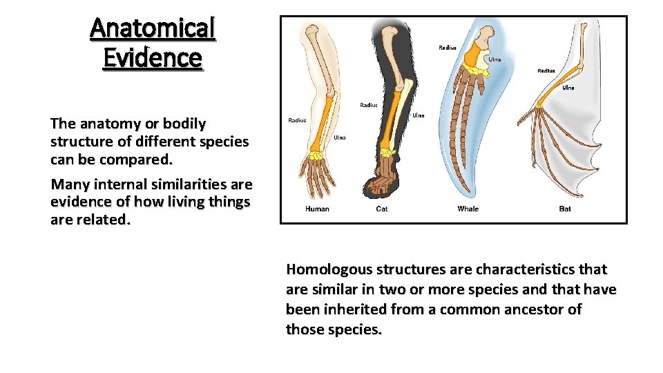 Anatomical Evidence The anatomy or bodily structure of different species can be compared. Many