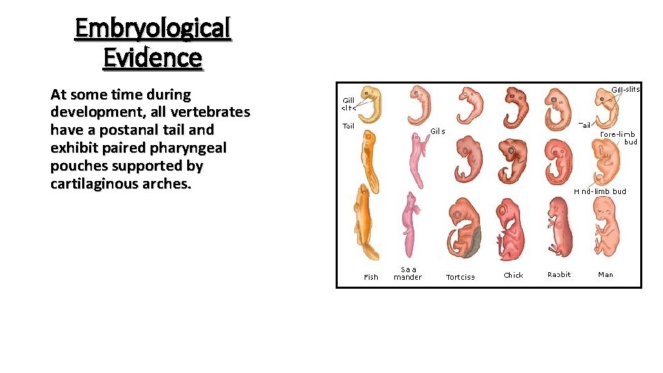 Embryological Evidence At some time during development, all vertebrates have a postanal tail and