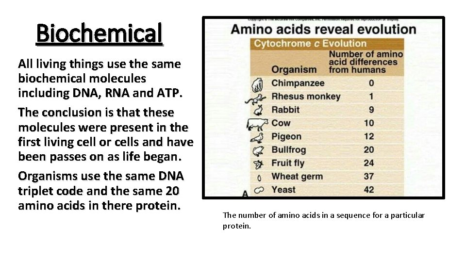 Biochemical All living things use the same biochemical molecules including DNA, RNA and ATP.